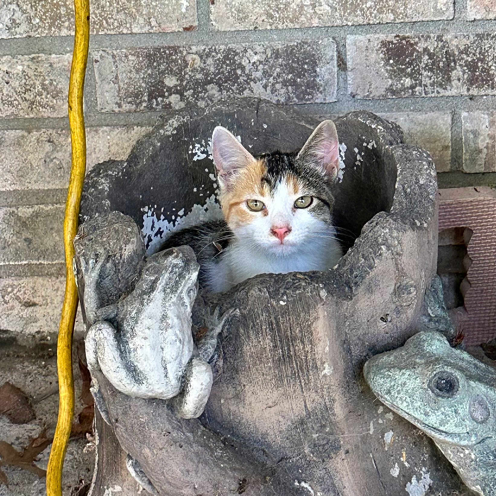 Miss Yeti is registered to the contest to win money with this photo: abyssinian, animal, architecture, cat, driftwood, fountain, hole, kitten, lizard, manx, person, pet, plant, pottedplant, reptile, rock, soil, tree, water, wood