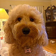 Pippa is registered to the contest to win money with this photo: dog, golden_doodle, pet, fluffy, indoor, portrait, close_up, brown, fur, collar, tag, living_room, lamp, furniture, wood_floor, curtains, cozy, cute, animal, companion