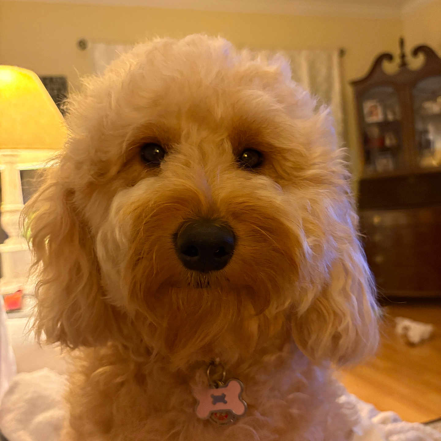 Pippa