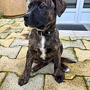 Vaicko a rejoint le concours — aidez-le/la à gagner de superbes lots ! puppy, dog, brindle, collar, outdoor, patio, stone, moss, sitting, young, pet, curious, ears, fur, black, white, background, door, animal, cute