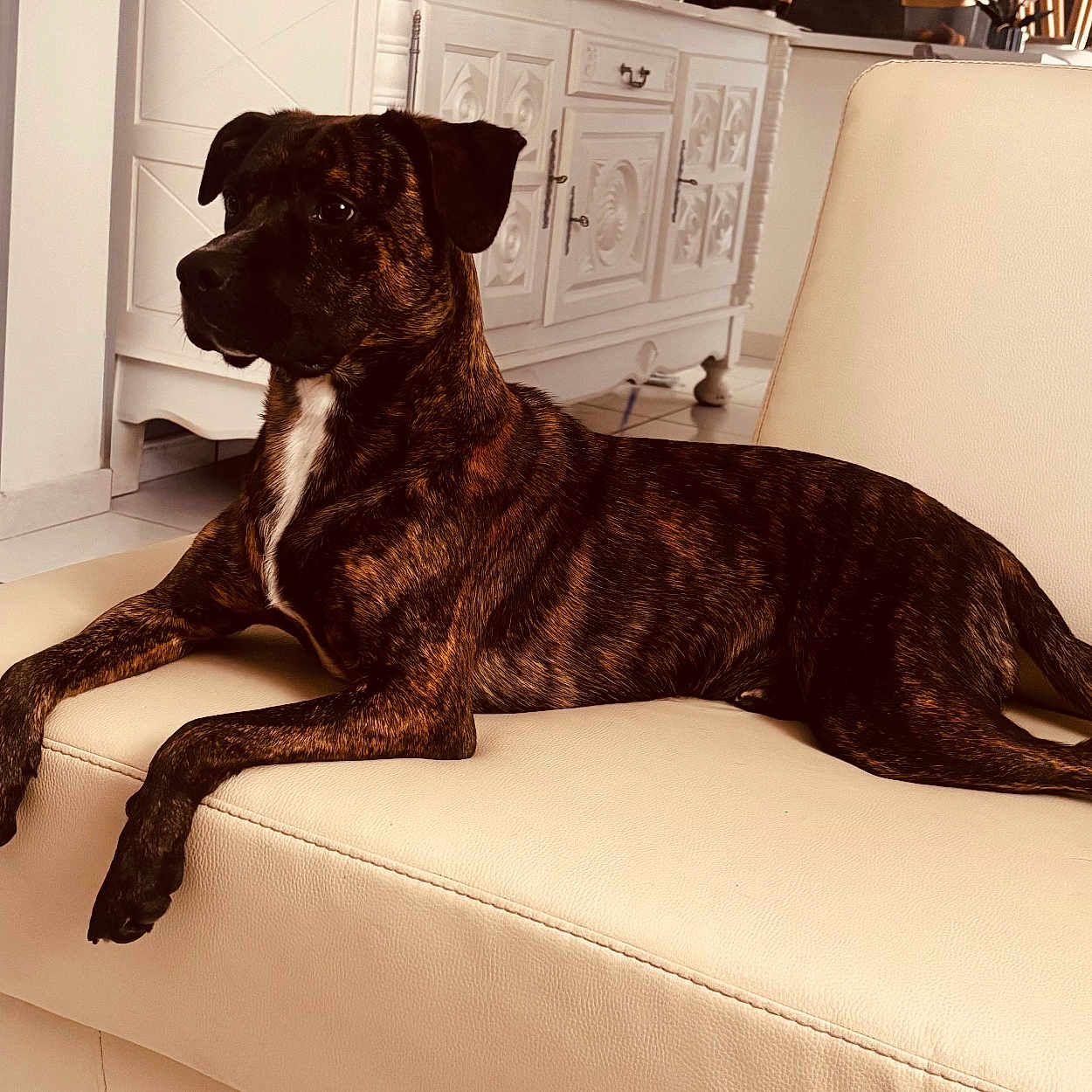 Vaicko a rejoint le concours — aidez-le/la à gagner de superbes lots ! animal, brindle, cabinet, calm, companion, dog, domestic, ears, furniture, house, indoor, legs, lounge, pet, relaxed, side_view, sofa, tail, tile_floor, white