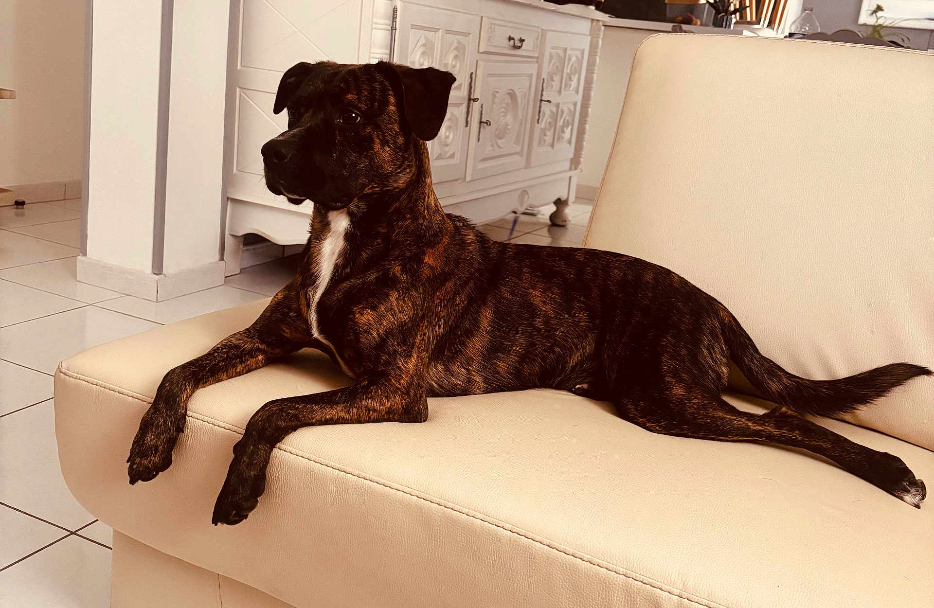 Vaicko a rejoint le concours — aidez-le/la à gagner de superbes lots ! dog, brindle, sofa, indoor, lounge, pet, animal, furniture, white, cabinet, tile_floor, relaxed, side_view, calm, ears, tail, legs, domestic, companion, house