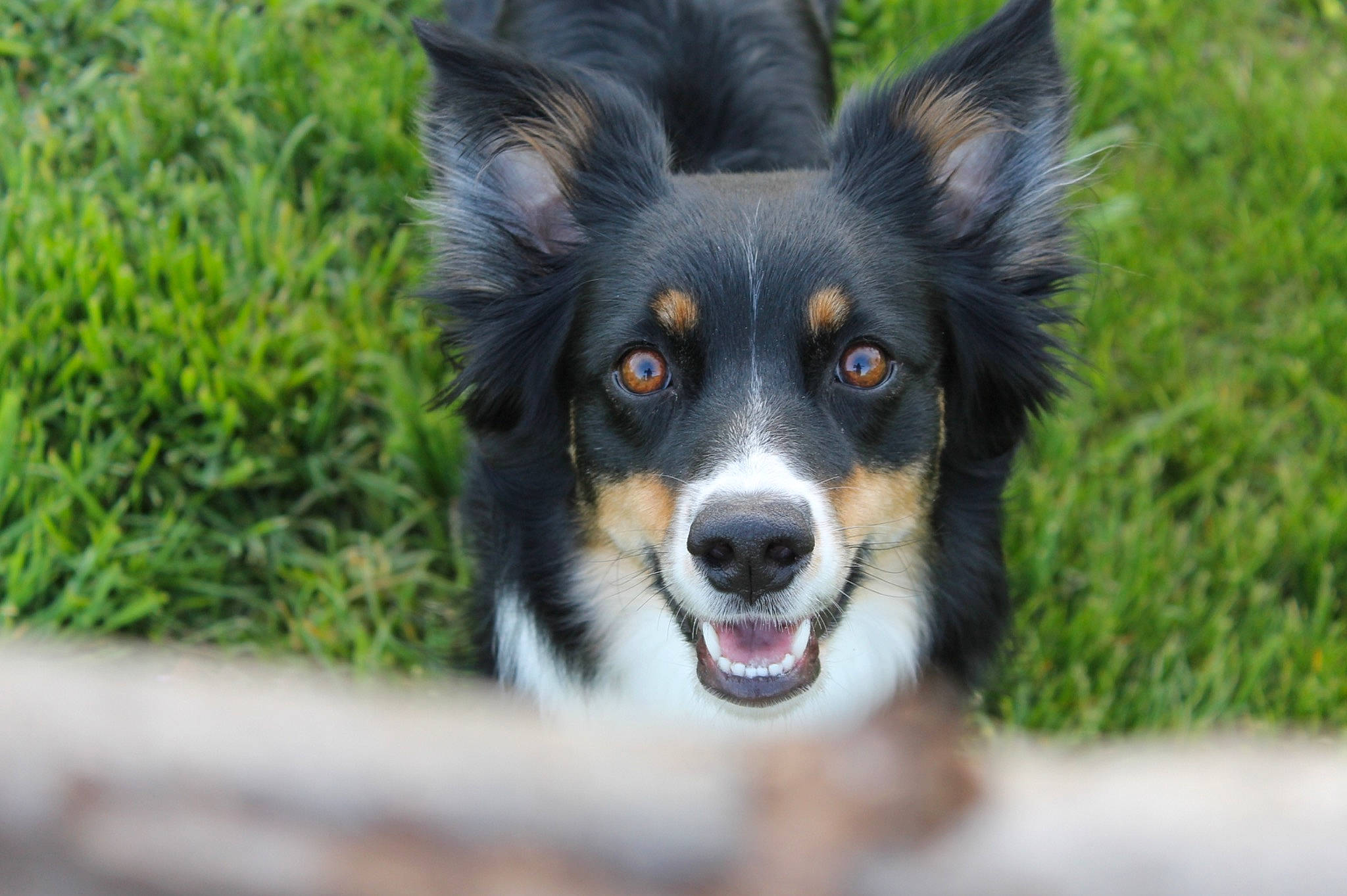 Layla joined the competition — help win amazing prizes! ancient_dog_breeds, australian_collie, border_collie, canidae, carnivore, collie, companion_dog, dog, dog_breed, grass, herding_dog, plant, puppy, snout, sporting_group, terrestrial_animal, whiskers, wildlife, working_animal, working_dog