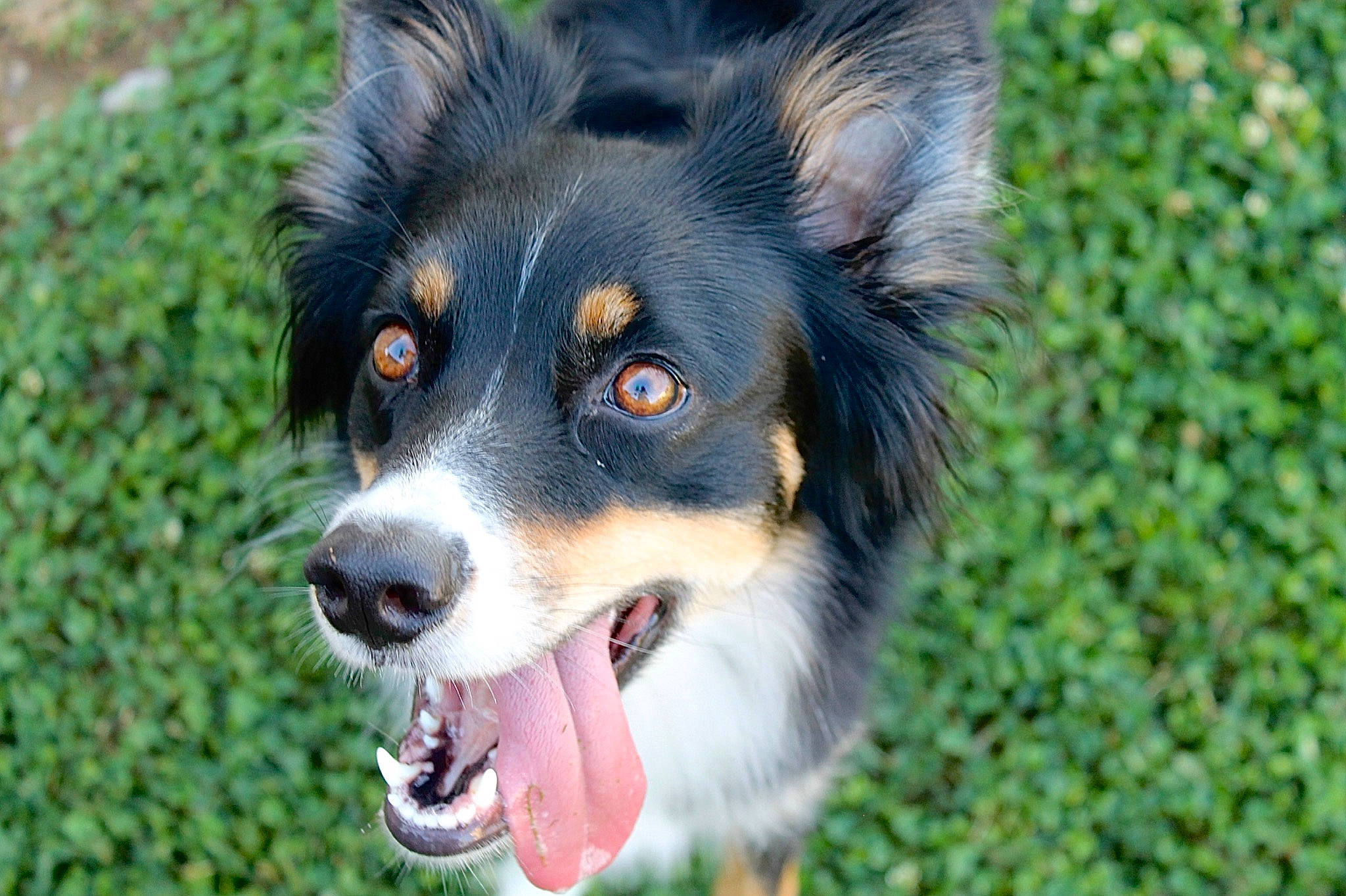 Layla joined the competition — help win amazing prizes! australian_collie, canidae, carnivore, companion_dog, dog, dog_breed, fur, grass, herding_dog, plant, puppy, snout, sporting_group, terrestrial_animal, whiskers, working_dog