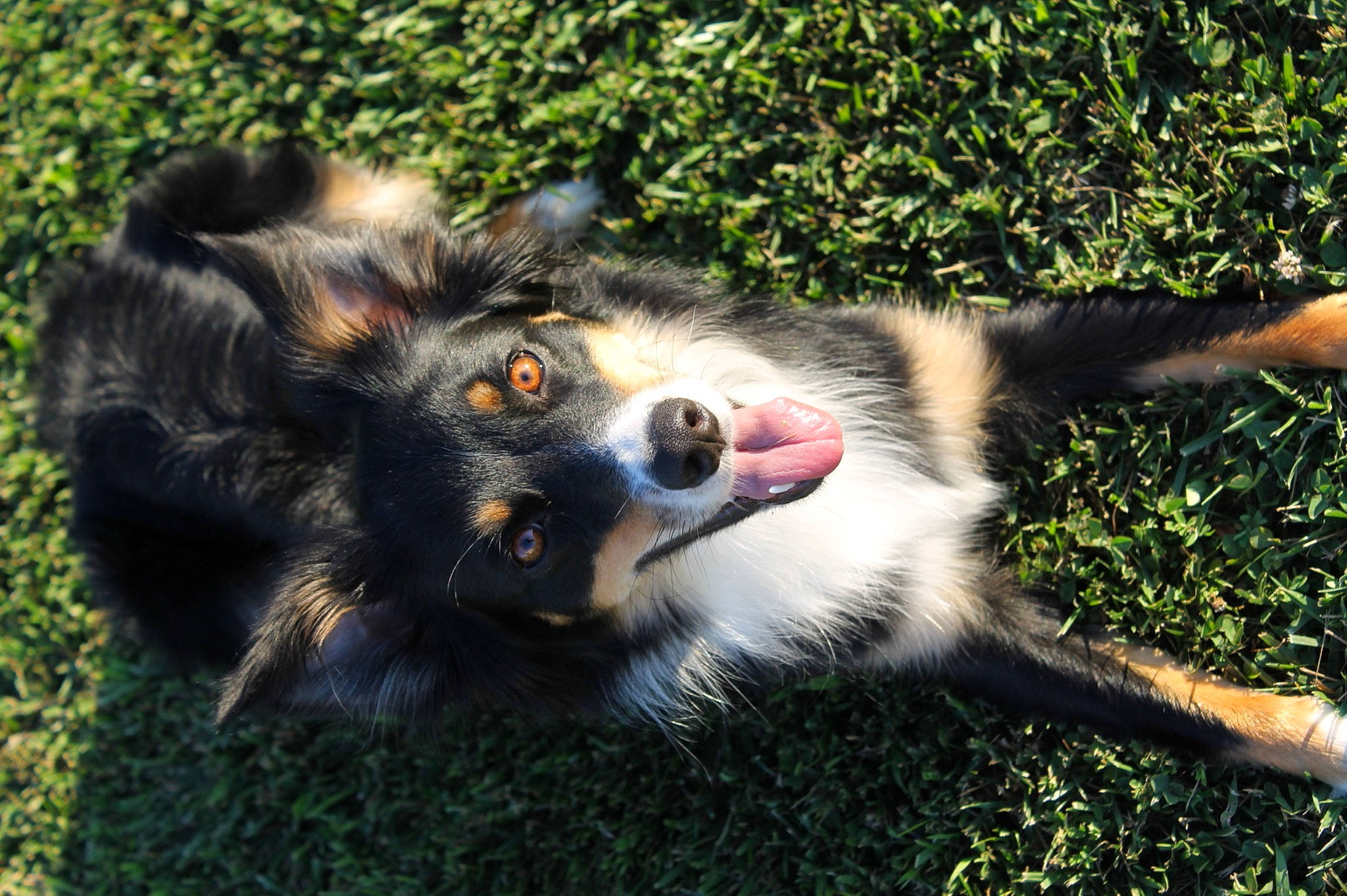 Layla joined the competition — help win amazing prizes! australian_collie, bernese_mountain_dog, canidae, carnivore, companion_dog, dog, dog_breed, fur, grass, herding_dog, plant, snout, sporting_group, terrestrial_animal, wildlife, working_dog