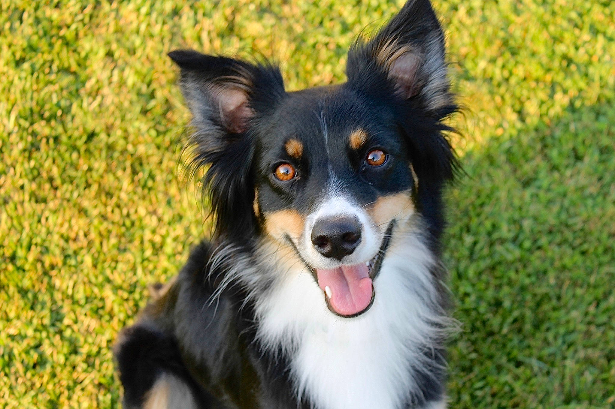 Layla joined the competition — help win amazing prizes! australian_collie, canidae, carnivore, companion_dog, dog, dog_breed, fur, grass, herding_dog, plant, puppy, snout, sporting_group, whiskers, working_dog