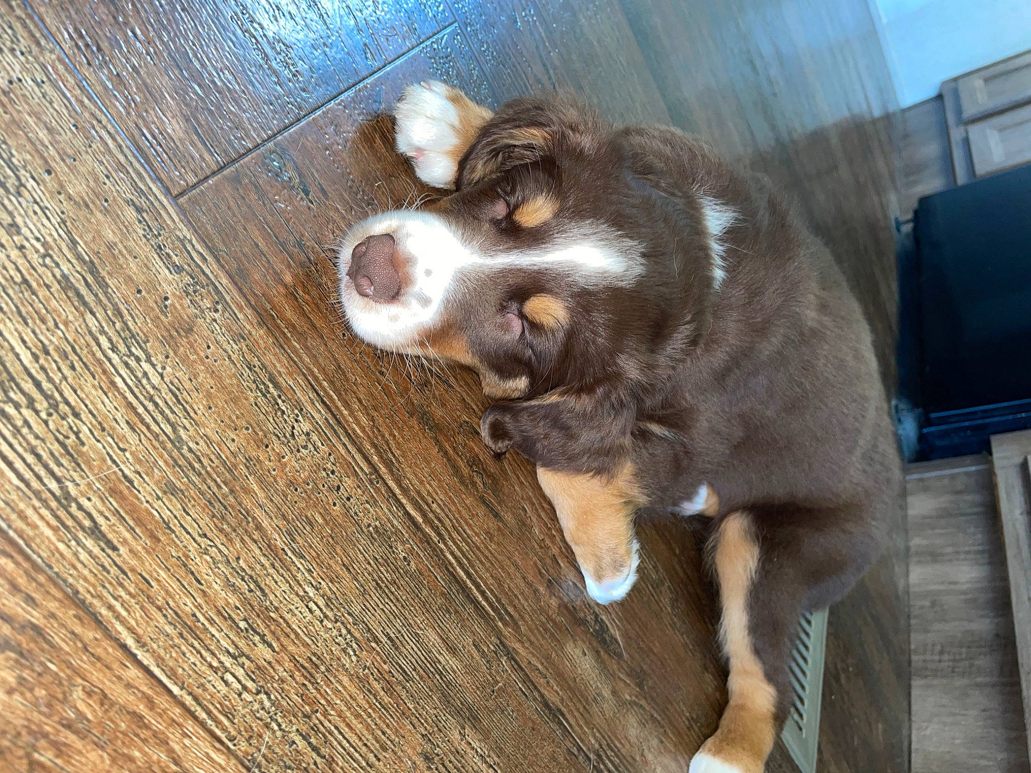 Lacy joined the competition — help win amazing prizes! brown, canidae, carnivore, claw, companion_dog, dog_breed, domestic_short_haired_cat, fawn, felidae, hardwood, liver, plank, small_to_medium_sized_cats, sporting_group, tail, terrestrial_animal, varnish, whiskers, wood, working_animal