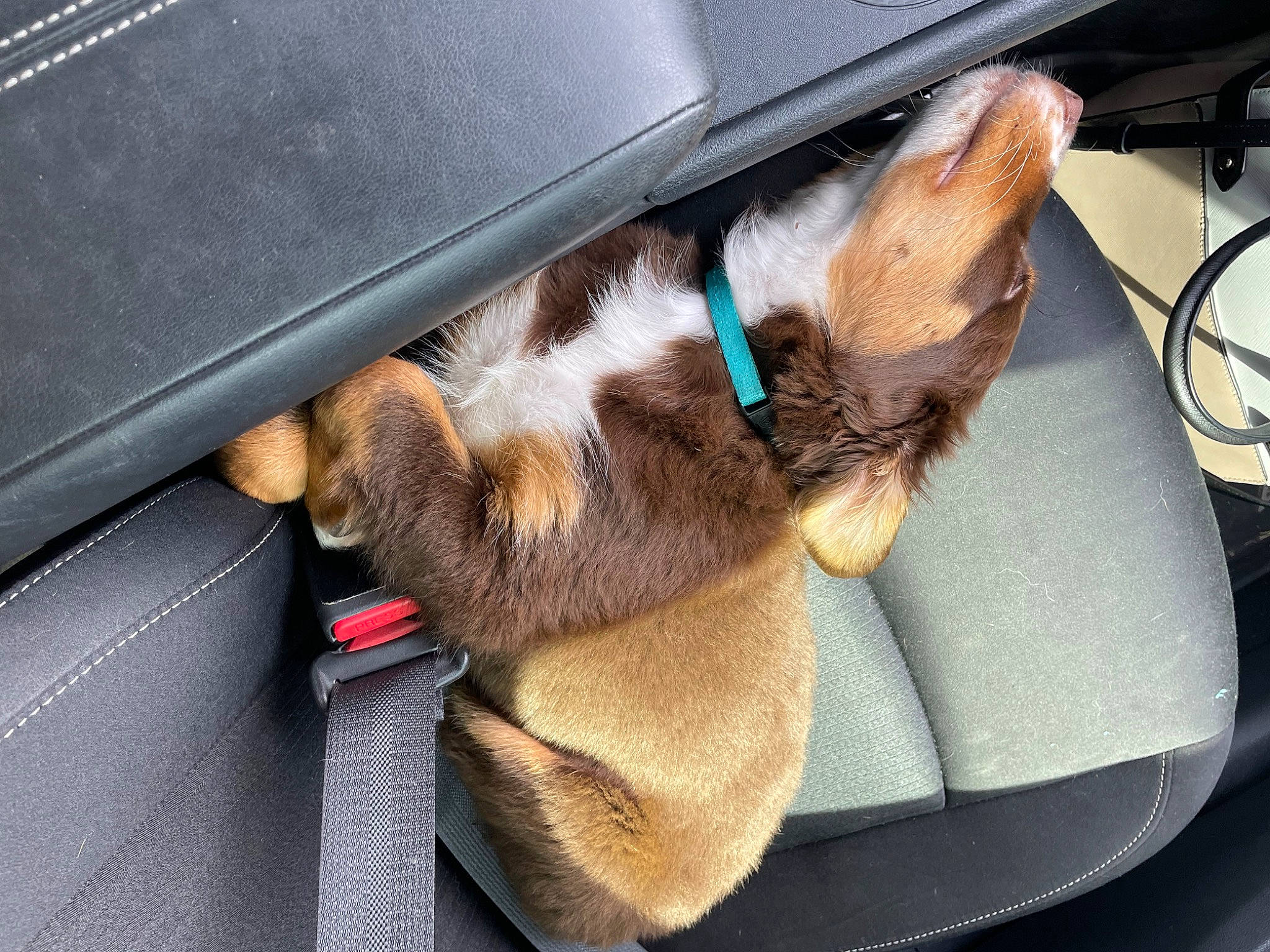 Lacy is registered to the contest to win money with this photo: automotive_design, automotive_exterior, automotive_mirror, car, car_seat, carnivore, comfort, companion_dog, dog, dog_breed, family_car, fawn, liver, motor_vehicle, personal_luxury_car, sporting_group, steering_wheel, vehicle, vehicle_door, windshield