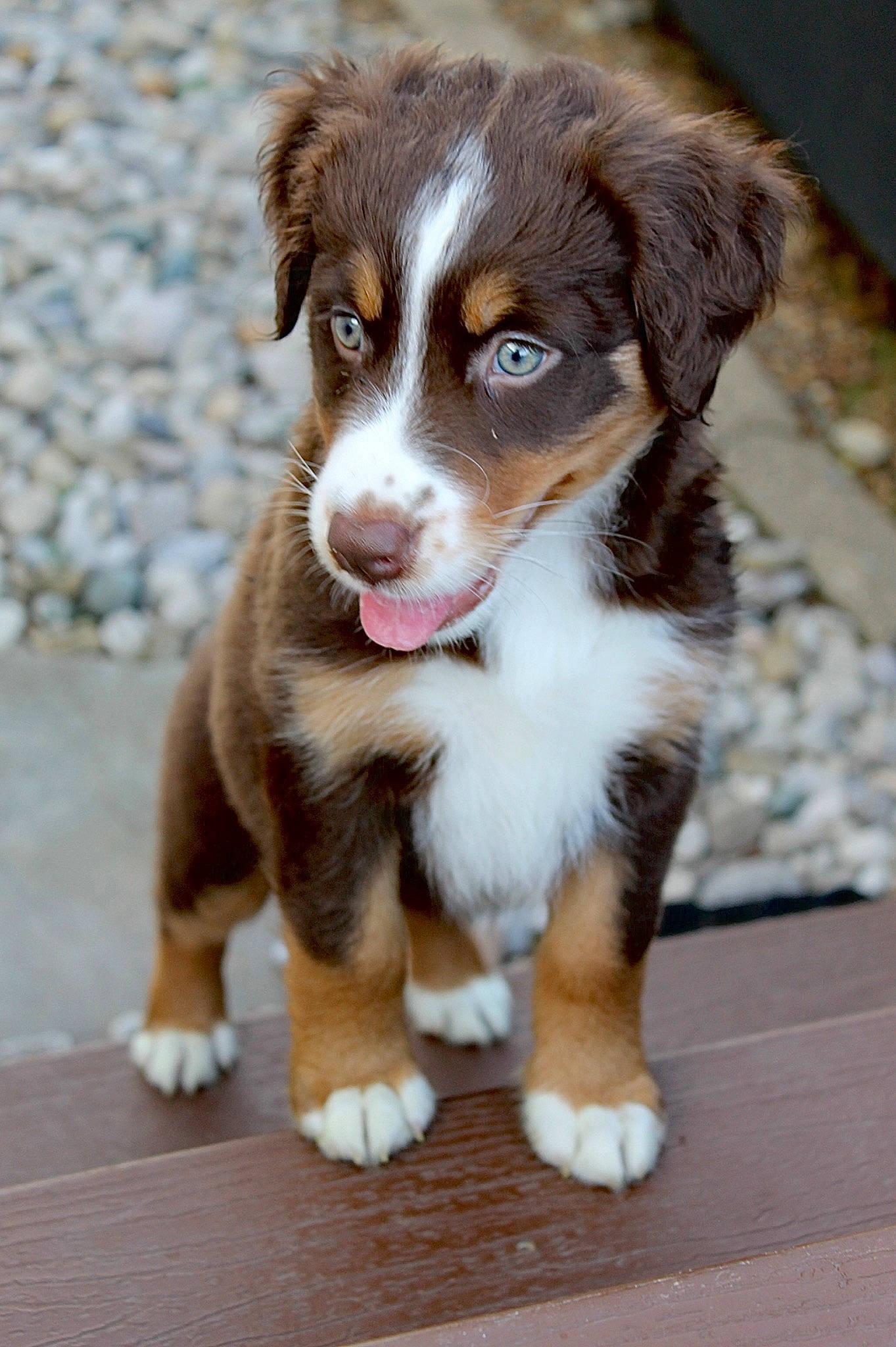 Lacy is registered to the contest to win money with this photo: australian_collie, australian_shepherd, border_collie, canidae, carnivore, companion_dog, dog, dog_breed, fur, gun_dog, herding_dog, hunting_dog, liver, recipe, snout, terrestrial_animal, whiskers, working_animal, working_dog