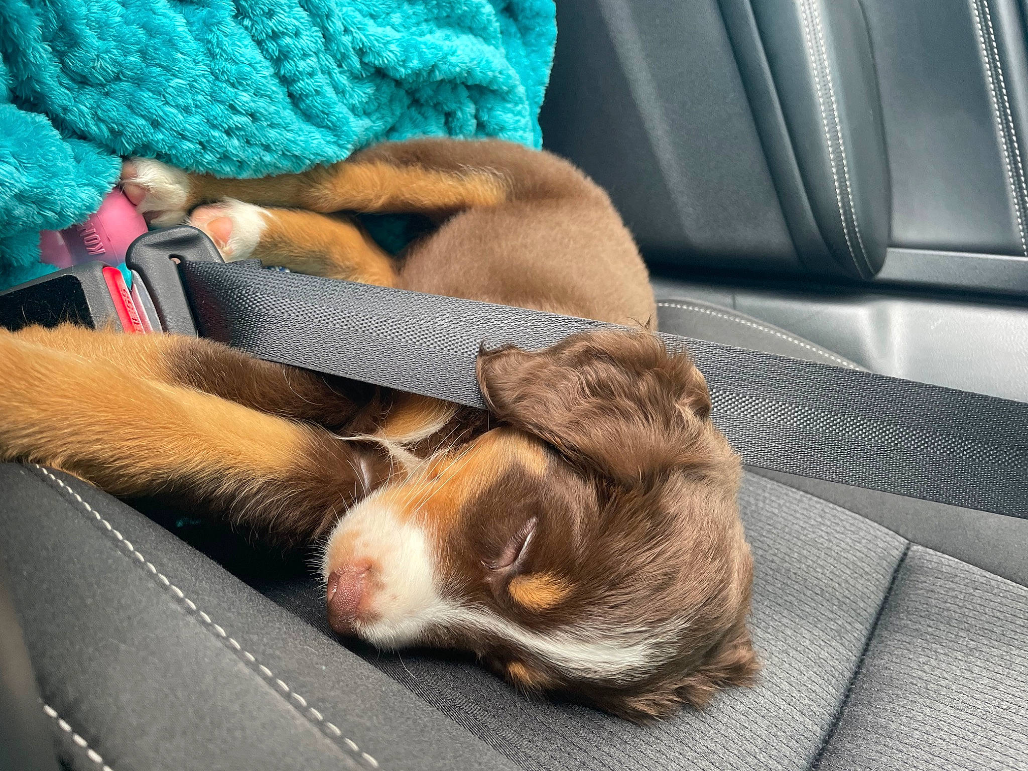 Lacy joined the competition — help win amazing prizes! car_seat, car_seat_cover, carnivore, comfort, companion_dog, dog, dog_breed, fawn, felidae, foot, fur, human_leg, liver, nap, paw, small_to_medium_sized_cats, snout, sporting_group, vehicle_door, whiskers