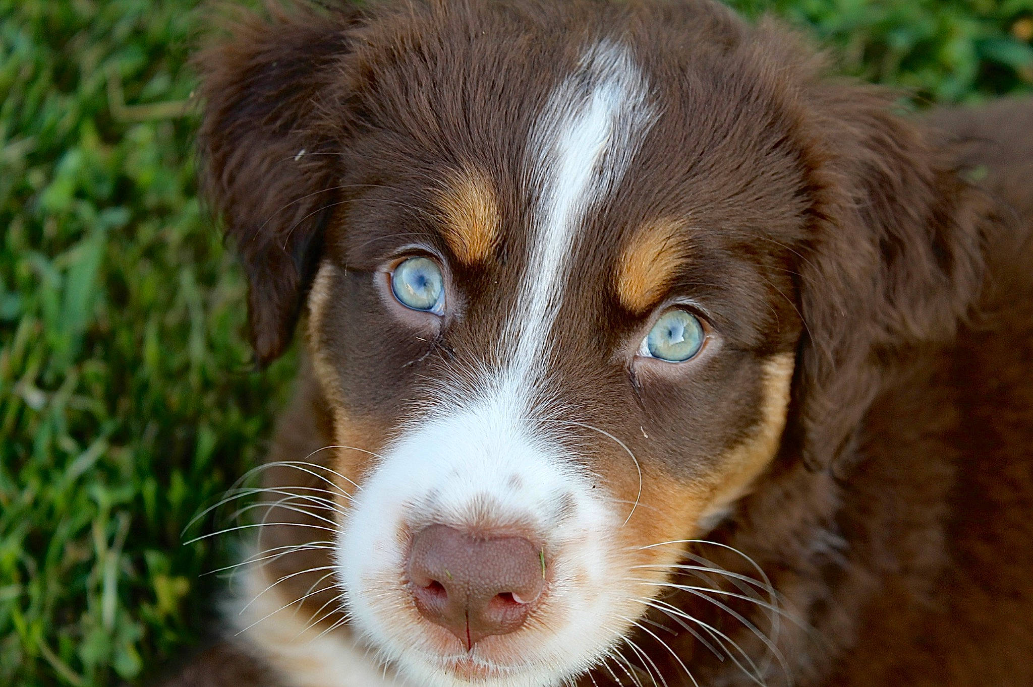 Lacy is registered to the contest to win money with this photo: border_collie, canidae, carnivore, companion_dog, dog, dog_breed, fur, grass, gun_dog, hunting_dog, liver, plant, snout, sporting_group, terrestrial_animal, whiskers, wildlife, working_animal