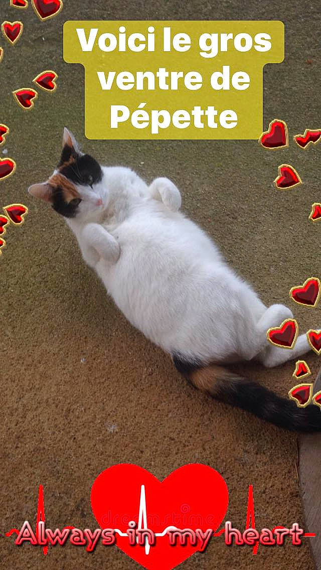 Pépette Et Bb participe au concours pour gagner de l'argent avec cette photo : advertising, carmine, carnivore, cat, companion_dog, felidae, flooring, font, foot, fur, happy, morning, organism, paw, photo_caption, photography, poster, small_to_medium_sized_cats, tail, whiskers