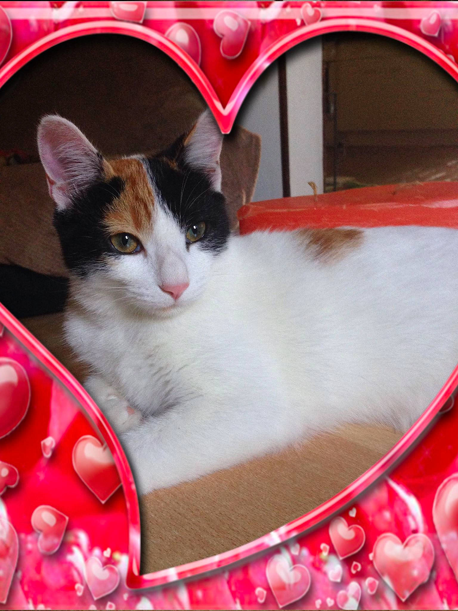 Pépette Et Bb participe au concours pour gagner de l'argent avec cette photo : beauty, box, carnivore, cat, cat_supply, collar, domestic_short_haired_cat, felidae, fur, holiday, lap, magenta, paw, pet_supply, pink, rectangle, small_to_medium_sized_cats, snout, whiskers, window