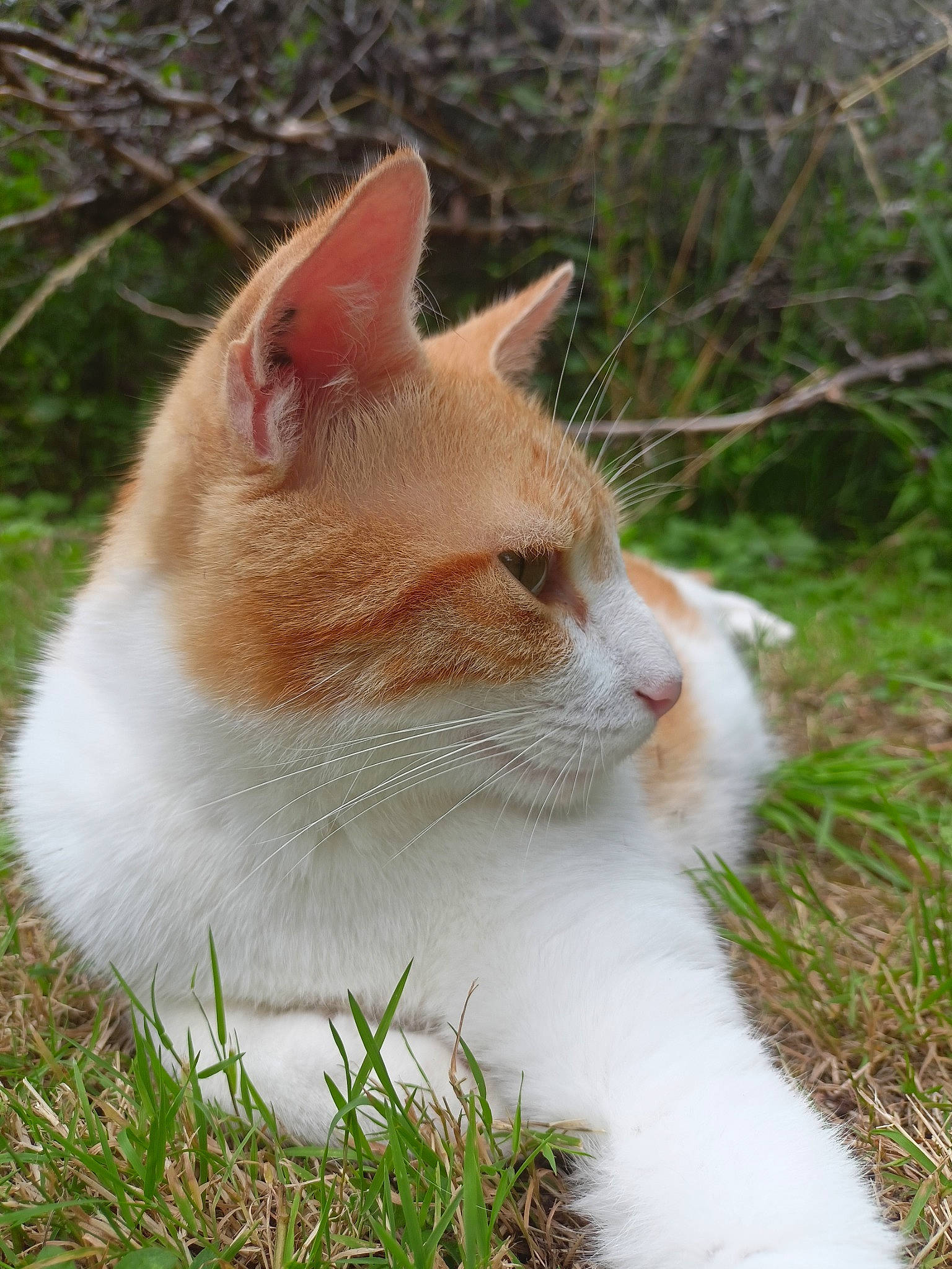 Bébé participe au concours pour gagner de l'argent avec cette photo : carnivore, cat, domestic_short_haired_cat, eye, fawn, felidae, fur, grass, hair, human_body, plant, sitting, small_to_medium_sized_cats, snout, tail, terrestrial_animal, tree, whiskers, wildlife