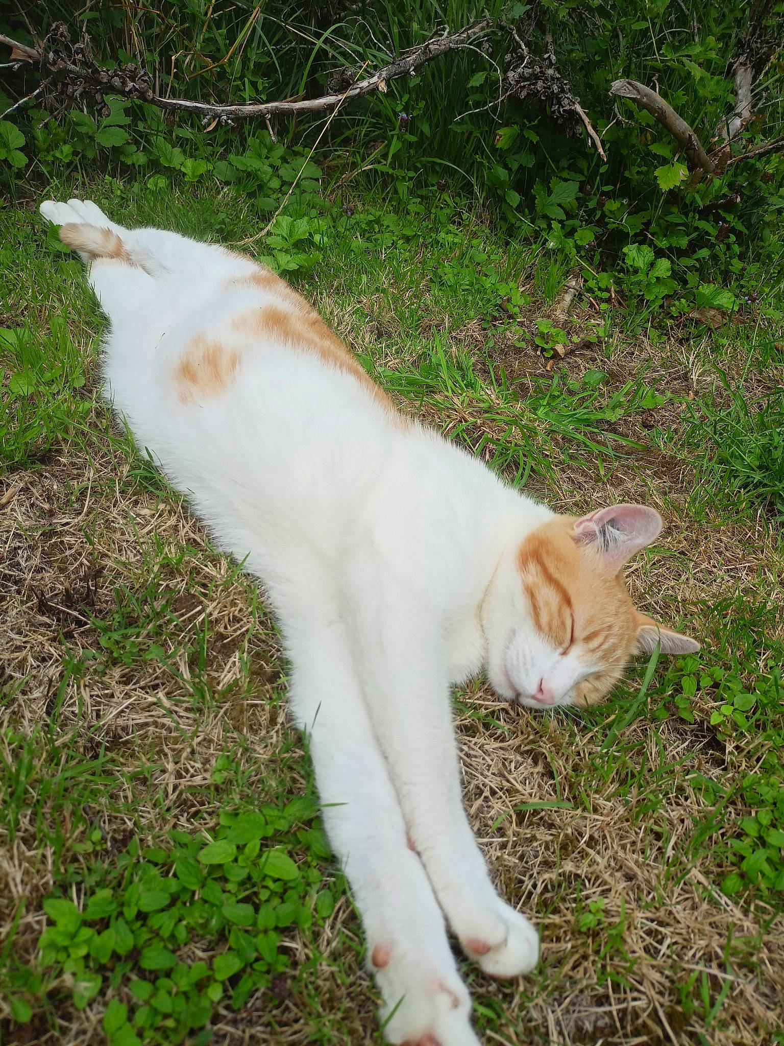 Bébé a rejoint le concours — aidez-le/la à gagner de superbes lots ! canidae, carnivore, cat, claw, companion_dog, dog_breed, domestic_short_haired_cat, fawn, felidae, foot, fur, grass, paw, plant, small_to_medium_sized_cats, snout, sporting_group, tail, terrestrial_animal, whiskers