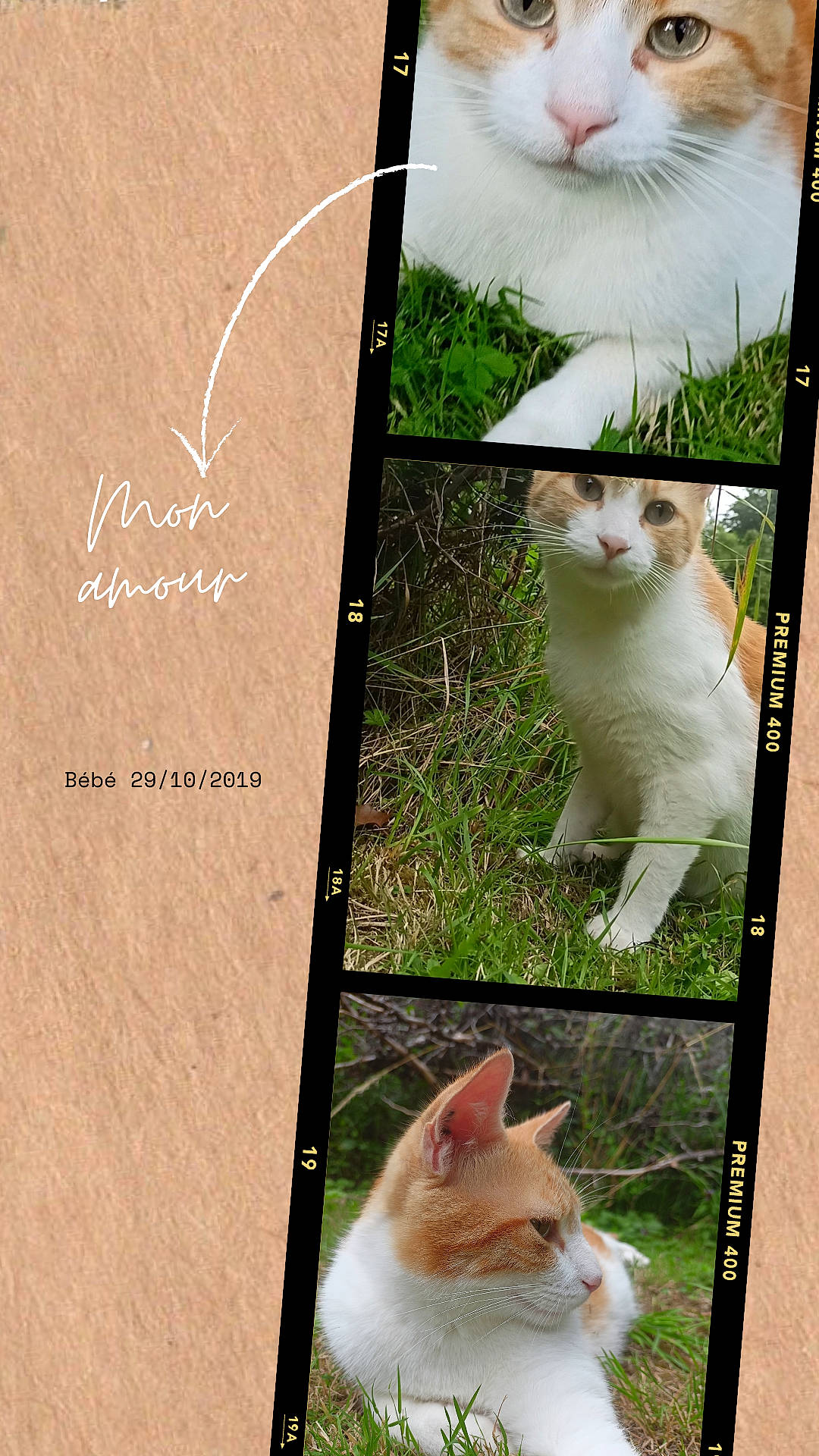 Bébé participe au concours pour gagner de l'argent avec cette photo : art, carnivore, cat, domestic_short_haired_cat, fawn, felidae, fur, grass, groundcover, line, mammal, organism, photograph, rectangle, small_to_medium_sized_cats, tail, tree, vertebrate, whiskers, white