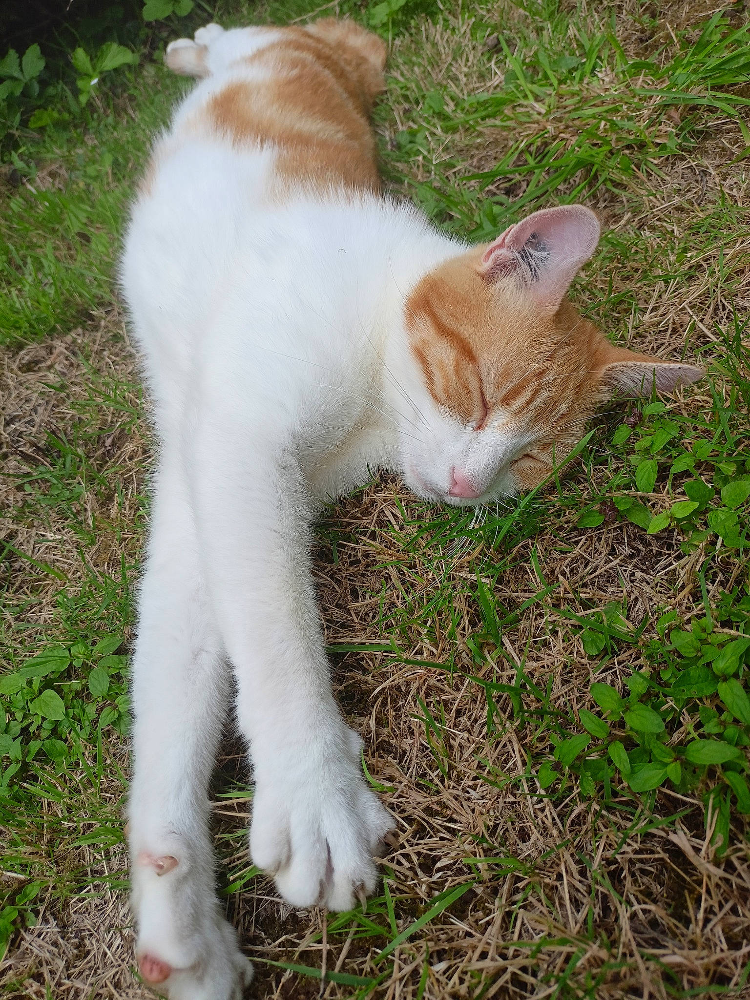 Bébé participe au concours pour gagner de l'argent avec cette photo : carnivore, cat, claw, domestic_short_haired_cat, fawn, felidae, foot, fur, grass, groundcover, human_leg, paw, plant, sitting, small_to_medium_sized_cats, snout, tail, terrestrial_animal, whiskers