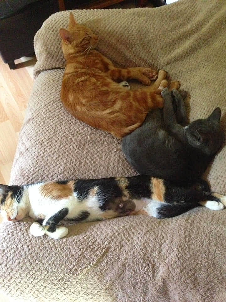 Kaya Et Pépette participe au concours pour gagner de l'argent avec cette photo : carnivore, cat, comfort, companion_dog, couch, dog_breed, domestic_short_haired_cat, fawn, felidae, flooring, fur, hardwood, linens, paw, small_to_medium_sized_cats, snout, sporting_group, tail, whiskers, wood