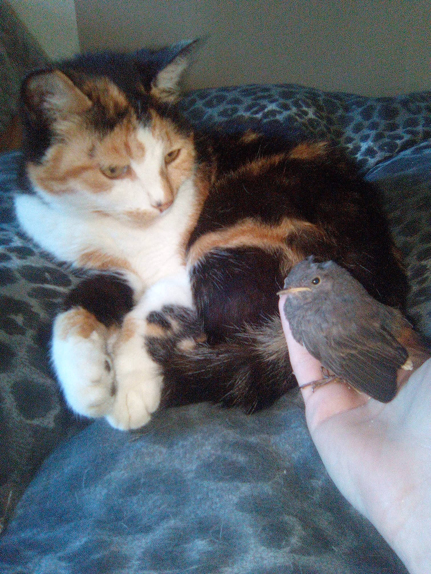 Kaya Et Pépette a rejoint le concours — aidez-le/la à gagner de superbes lots ! bed, carnivore, cat, claw, comfort, domestic_short_haired_cat, fawn, felidae, fur, lap, nap, paw, small_to_medium_sized_cats, snout, tail, whiskers