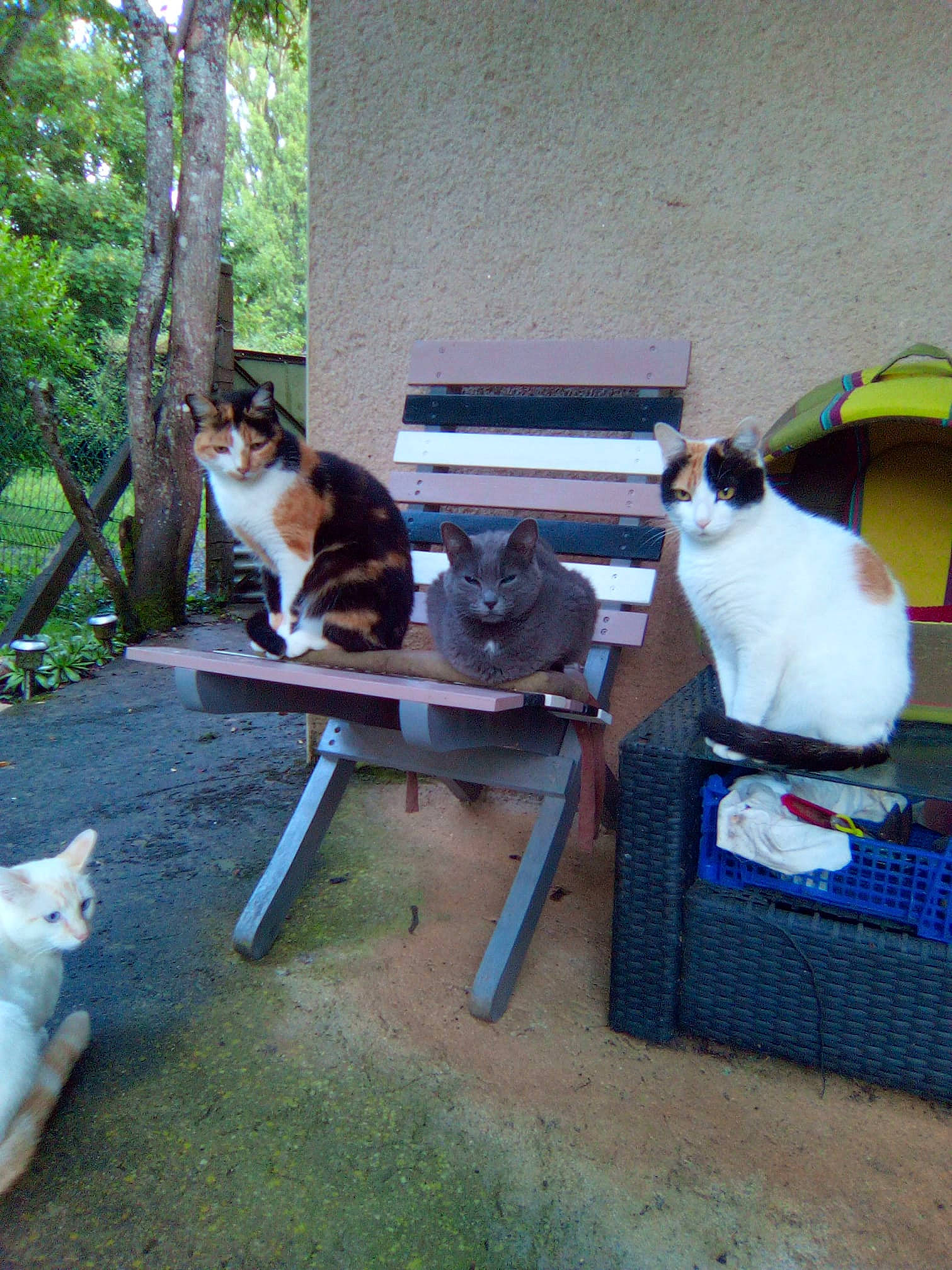 Kaya Et Pépette participe au concours pour gagner de l'argent avec cette photo : backyard, canidae, carnivore, cat, chair, comfort, companion_dog, domestic_short_haired_cat, felidae, grass, outdoor_furniture, plant, small_to_medium_sized_cats, sporting_group, table, tail, tree, whiskers, wood, yard