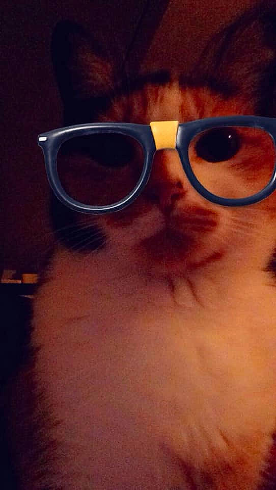 Kaya Et Pépette a rejoint le concours — aidez-le/la à gagner de superbes lots ! carnivore, cat, cloud, ear, eye_glass_accessory, eyebrow, eyelash, eyewear, facial_hair, felidae, glasses, iris, jaw, nose, selfie, small_to_medium_sized_cats, sunglasses, tints_and_shades, vision_care, whiskers