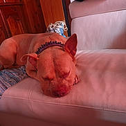 Athéna participe au concours pour gagner de l'argent avec cette photo : dog, sleeping, couch, collar, leather, indoor, furniture, blanket, wood, resting, pet, relaxed, brown, animal, domestic, canine, cozy, home, quiet, napping