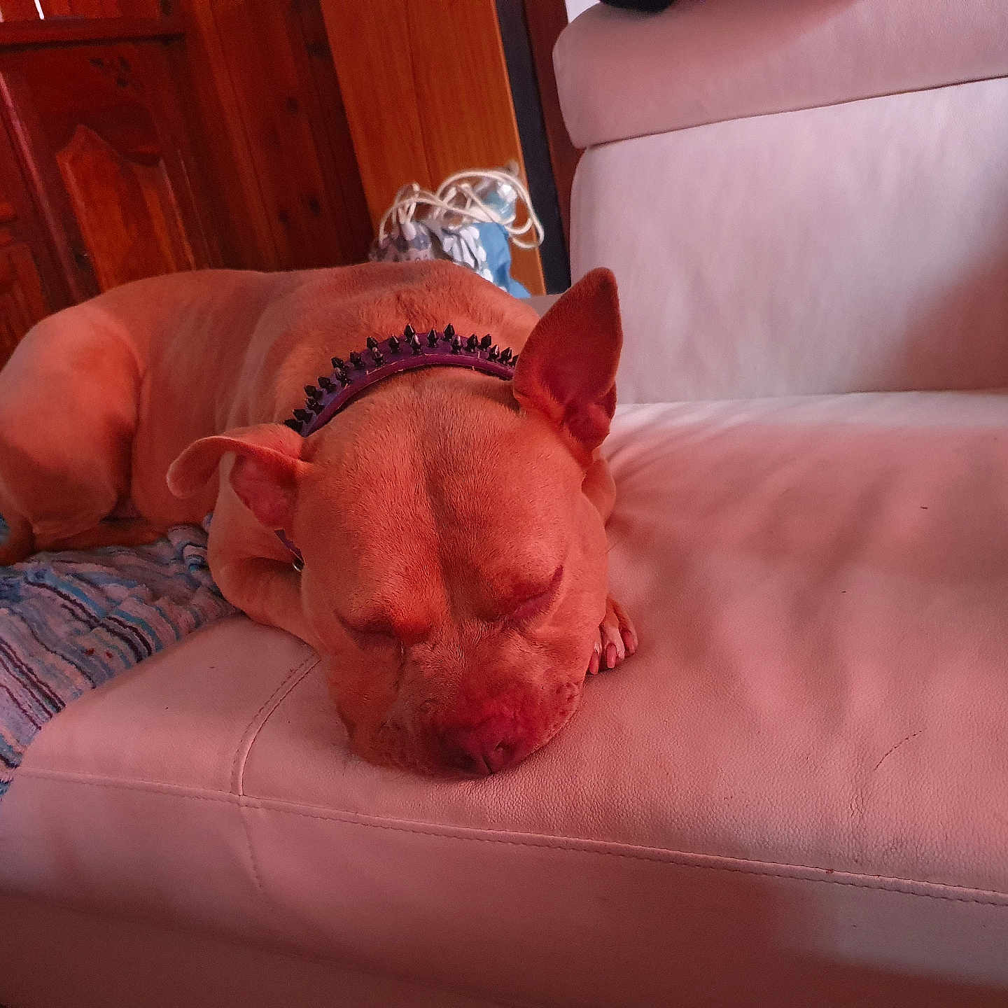 Athéna participe au concours pour gagner de l'argent avec cette photo : animal, blanket, brown, canine, collar, couch, cozy, dog, domestic, furniture, home, indoor, leather, napping, pet, quiet, relaxed, resting, sleeping, wood