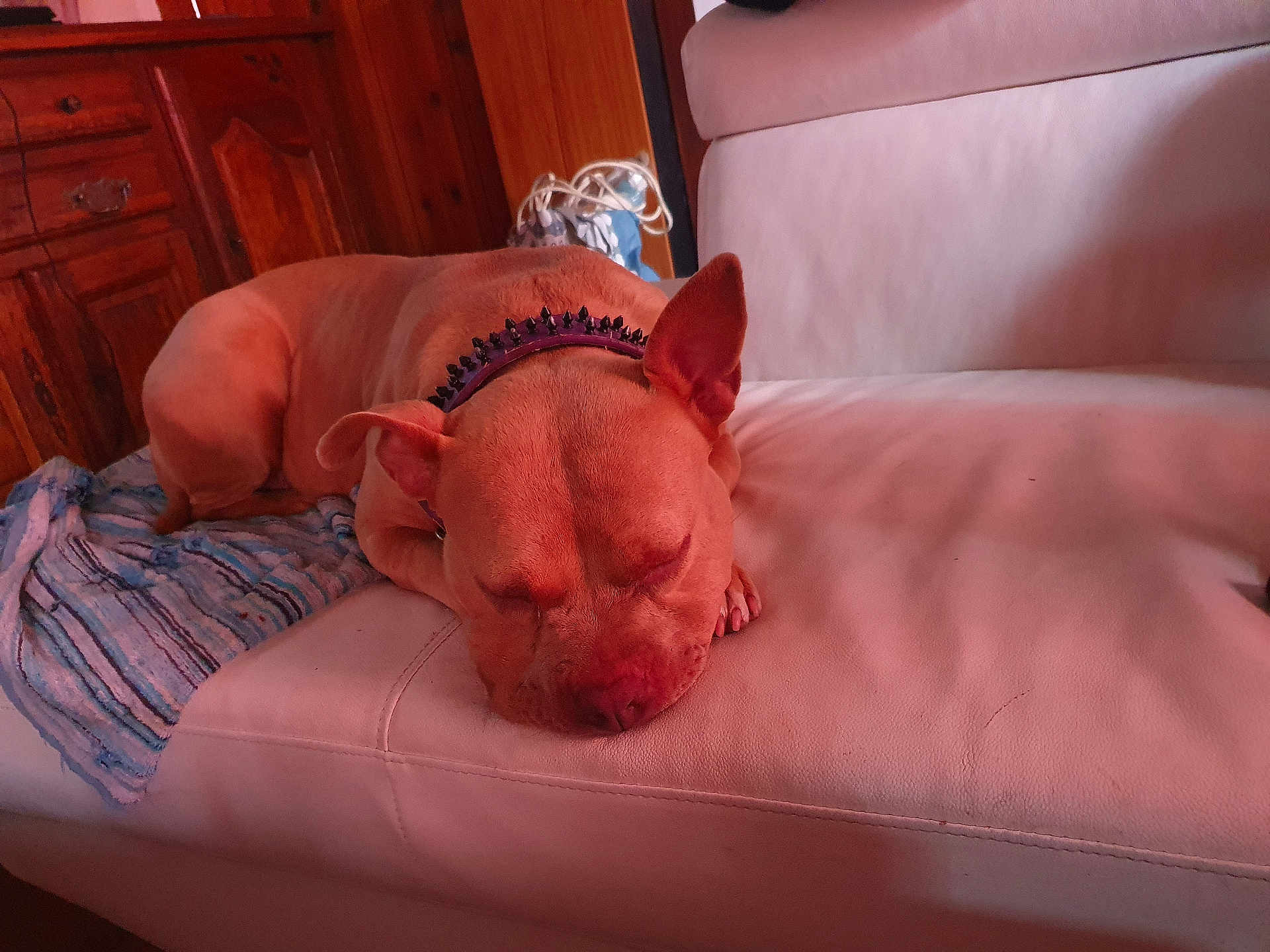 Athéna participe au concours pour gagner de l'argent avec cette photo : dog, sleeping, couch, collar, leather, indoor, furniture, blanket, wood, resting, pet, relaxed, brown, animal, domestic, canine, cozy, home, quiet, napping