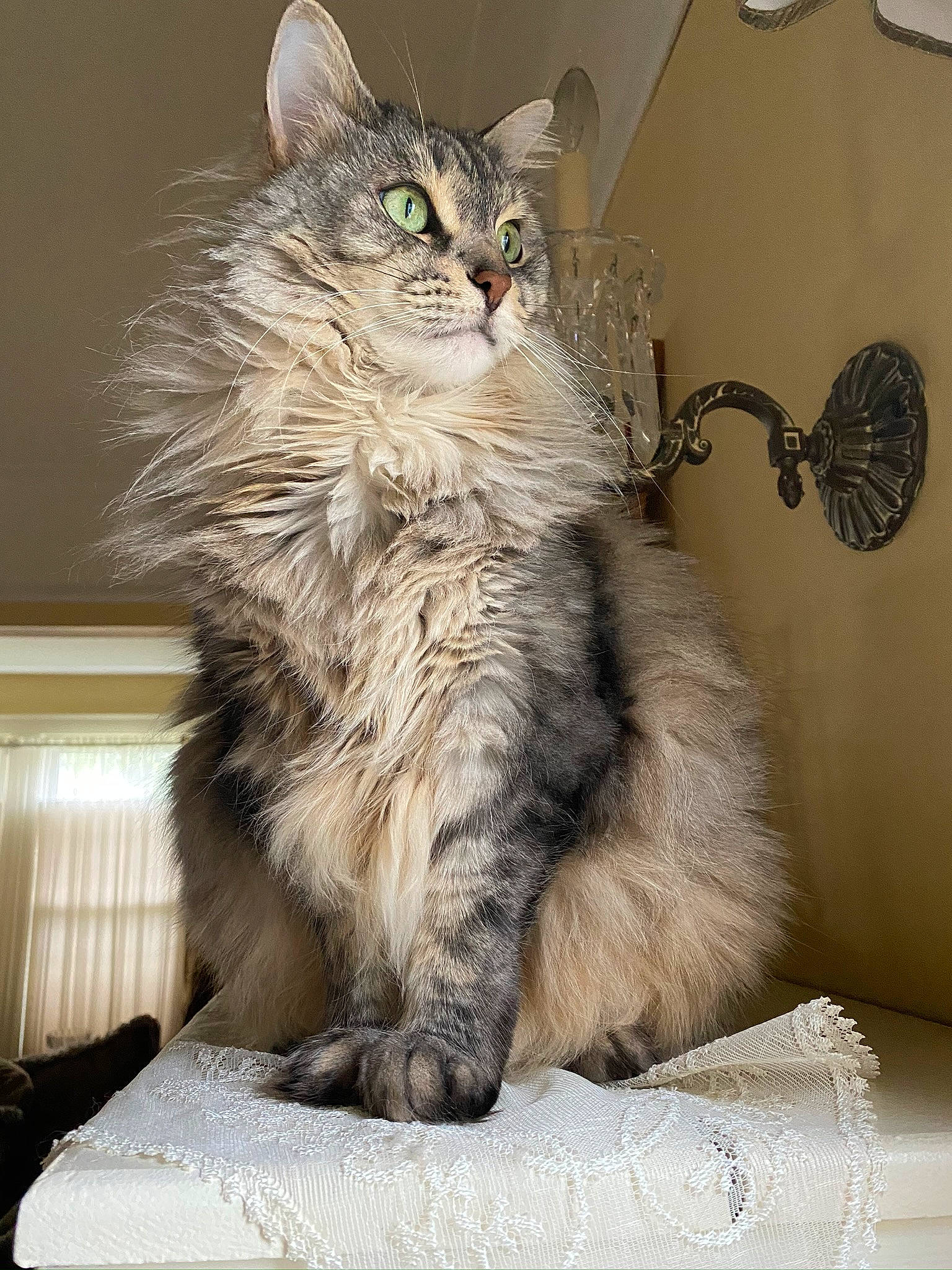 Monkey joined the competition — help win amazing prizes! british_longhair, carnivore, cat, claw, comfort, domestic_short_haired_cat, felidae, fur, grey, maine_coon, paw, sitting, small_to_medium_sized_cats, tail, terrestrial_animal, whiskers, window