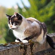 Kim a rejoint le concours — aidez-le/la à gagner de superbes lots ! cat, animal, mammal, outdoor, nature, fur, blue_eyes, whiskers, moss, stone_wall, sitting, profile, daylight, greenery, pet, feline, relaxed, closeup, wildlife, beautiful