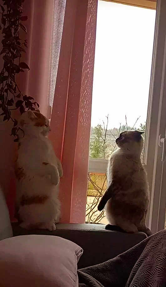 Mowgli Et Bounty