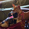 dog, cat, cuddling, sofa, blanket, quilted, indoor, window, blinds, pink_harness, calico_cat, pet, cozy, furniture, living_room, animal, companion, resting, domestic, home