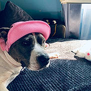 Orca a rejoint le concours — aidez-le/la à gagner de superbes lots ! animal, bed, blanket, canine, casual, cozy, curtain, dog, furniture, hat, indoor, pet, pillow, pink, playful, relaxed, resting, sunlight, texture, window