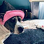 animal, bed, blanket, canine, casual, cozy, curtain, dog, furniture, hat, indoor, pet, pillow, pink, playful, relaxed, resting, sunlight, texture, window