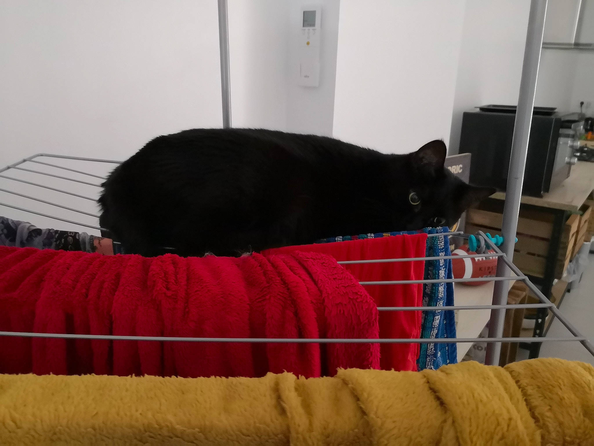 Evy a rejoint le concours — aidez-le/la à gagner de superbes lots ! bed, black_cat, carnivore, cat, comfort, domestic_short_haired_cat, felidae, furniture, small_to_medium_sized_cats, snout, tail, whiskers