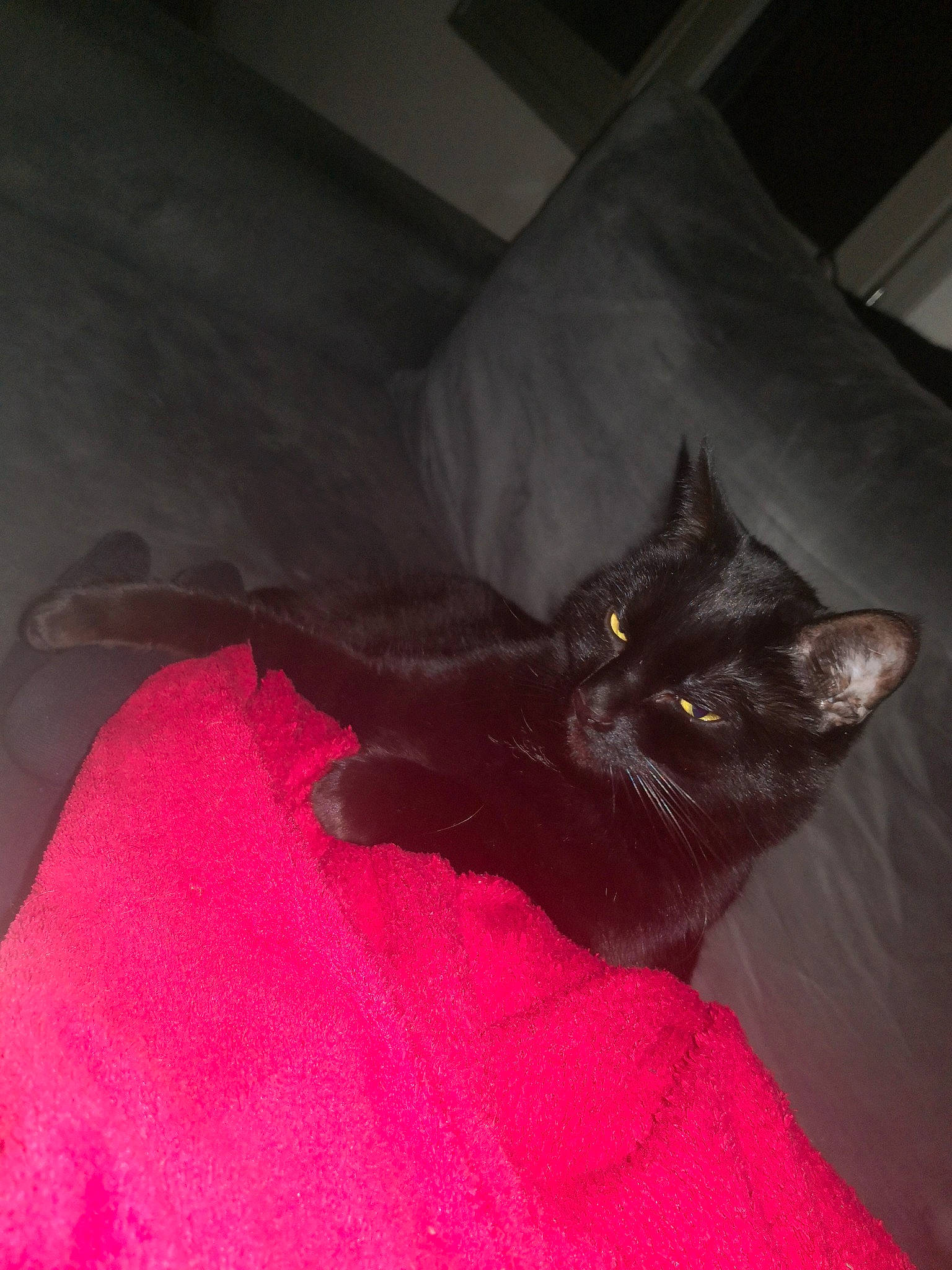 Evy a rejoint le concours — aidez-le/la à gagner de superbes lots ! black, black_cat, bombay, carnivore, cat, domestic_short_haired_cat, felidae, havana_brown, small_to_medium_sized_cats, tail, whiskers