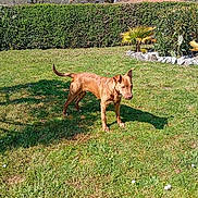 Hondo participe au concours pour gagner de l'argent avec cette photo : dog, grass, outdoor, daylight, hedge, tree, shadow, house, pet, animal, sunny, greenery, yard, nature, canine, fur, alert, standing, garden, summer