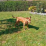 dog, grass, outdoor, daylight, hedge, tree, shadow, house, pet, animal, sunny, greenery, yard, nature, canine, fur, alert, standing, garden, summer