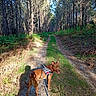Hondo a rejoint le concours — aidez-le/la à gagner de superbes lots ! dog, forest, path, trees, sunlight, nature, outdoor, greenery, harness, leash, shadow, canine, walking, trail, sunny, animal, brown_dog, woods, daytime, scenery