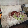 dog, couch, plush_toy, green_turtle, living_room, blanket, tile_floor, pillow, toy, pet, brown_dog, relaxed, stuffed_animal, home_interior, one_eye_closed, tongue_out, comfort, domestic_animal, cozy, playful