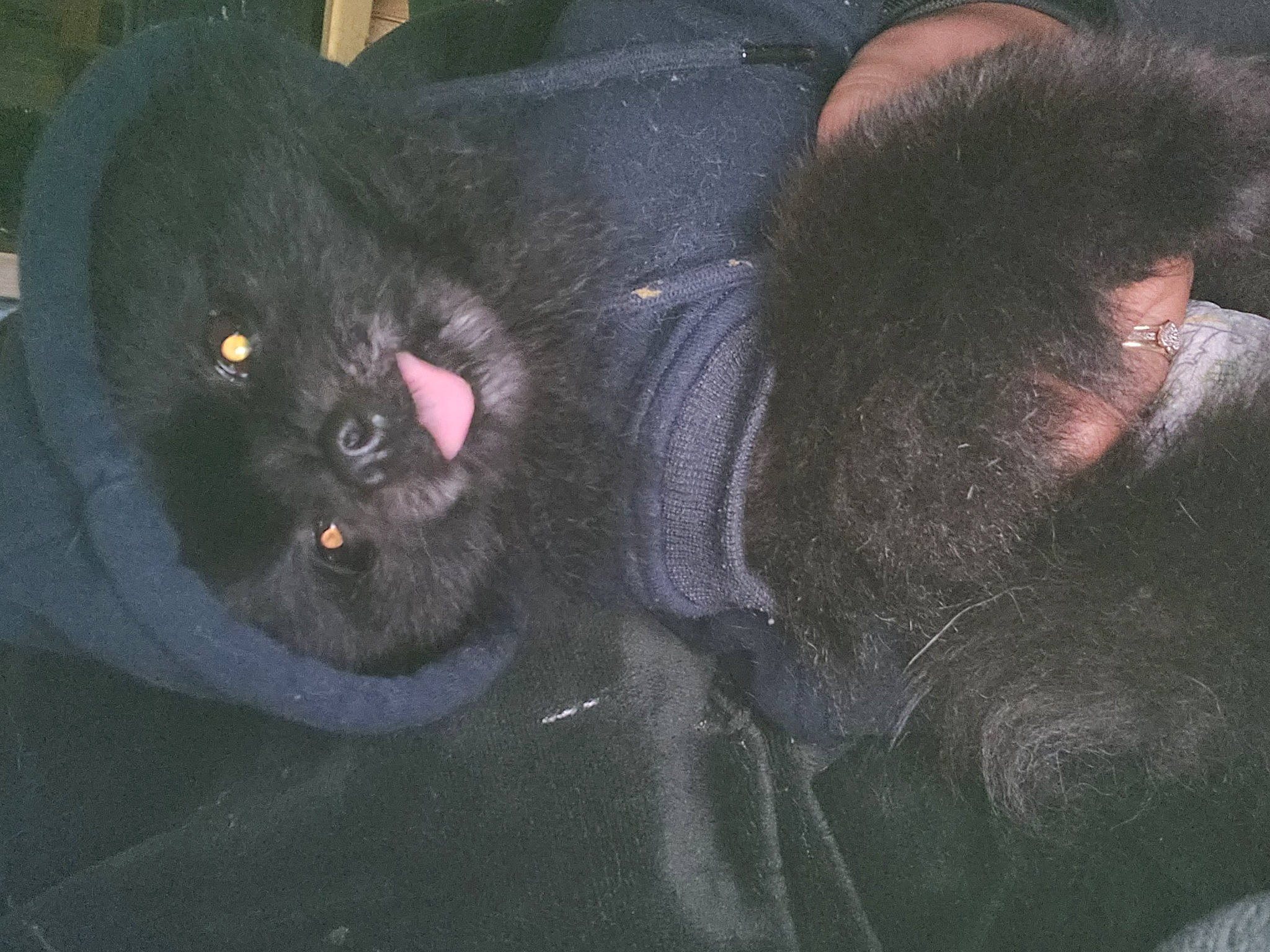 Sapphire is registered to the contest to win money with this photo: black_cat, bombay, canidae, claw, comfort, companion_dog, dog_breed, domestic_short_haired_cat, ear, felidae, foot, fur, gesture, grey, liver, small_to_medium_sized_cats, sporting_group, tail, terrestrial_animal, whiskers