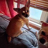 Coco is registered to the contest to win money with this photo: blanket, canine, chihuahua, close_up, couch, dog, dogs, ears, eyes, indoor, nose, pet, portrait, sitting, small_dog, snout, standing, tan_dog, white_dog, window
