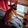 blanket, canine, chihuahua, close_up, couch, dog, dogs, ears, eyes, indoor, nose, pet, portrait, sitting, small_dog, snout, standing, tan_dog, white_dog, window