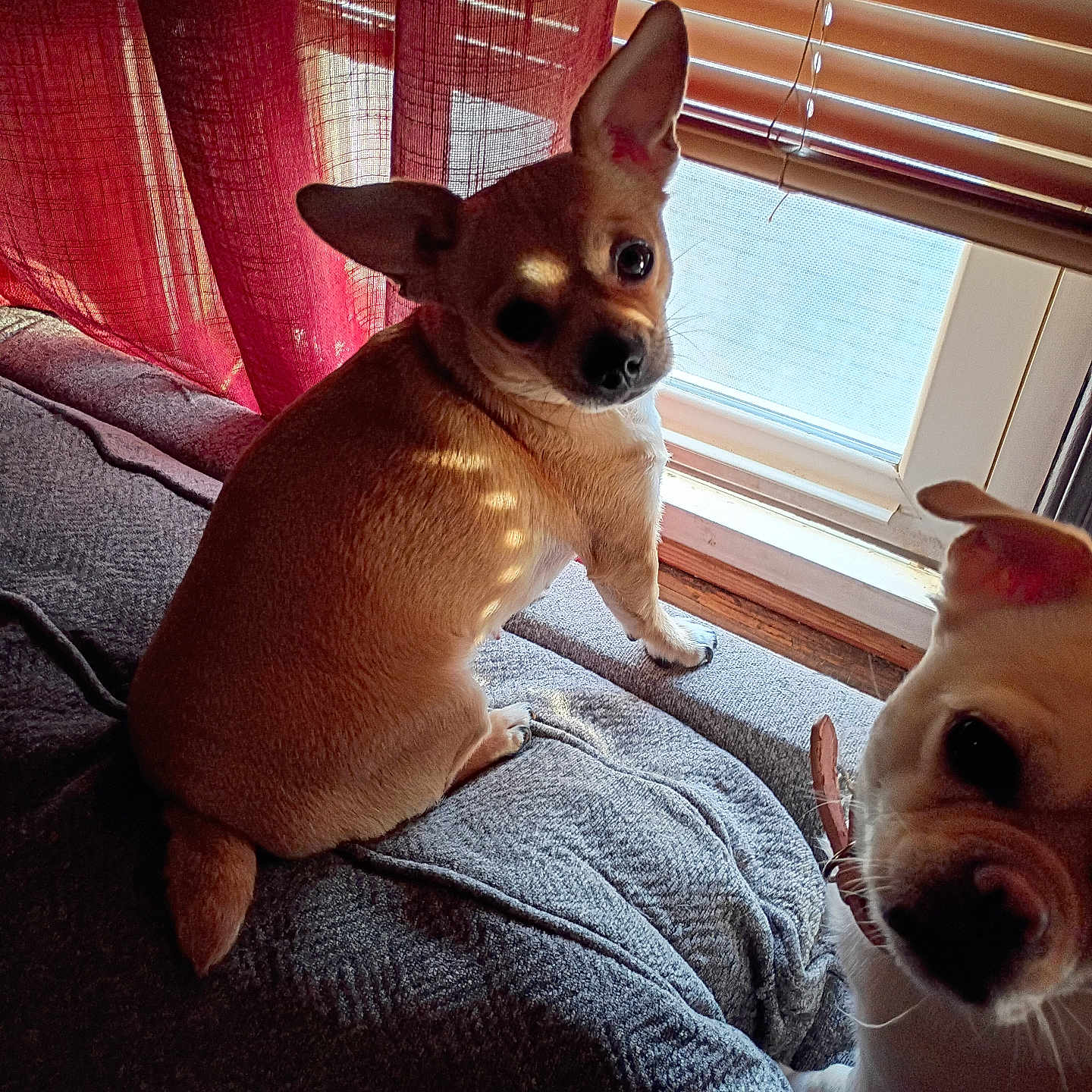 Coco