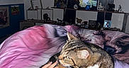 Mistigri a rejoint le concours — aidez-le/la à gagner de superbes lots ! cat, tabby_cat, bed, blanket, hand, pet, indoor, shelf, figurine, horse_figurine, picture_frame, decor, animal_print, pink, white, brown, striped, fur, resting, cozy