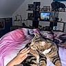 cat, tabby_cat, bed, blanket, hand, pet, indoor, shelf, figurine, horse_figurine, picture_frame, decor, animal_print, pink, white, brown, striped, fur, resting, cozy