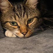 Mistigri a rejoint le concours — aidez-le/la à gagner de superbes lots ! cat, tabby, close_up, resting, green_eyes, fur, whiskers, face, pet, animal, cozy, indoor, soft_surface, curious, ears, feline, quiet, domestic_cat, relaxed, portrait