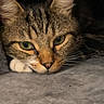 cat, tabby, close_up, resting, green_eyes, fur, whiskers, face, pet, animal, cozy, indoor, soft_surface, curious, ears, feline, quiet, domestic_cat, relaxed, portrait