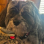 Daisy joined the competition — help win amazing prizes! dog, indoor, pet, furry, close_up, collar, carpet, window, shutters, wooden_wall, animal, domestic, fur, leash, living_room, cute, face, ears, home, cozy