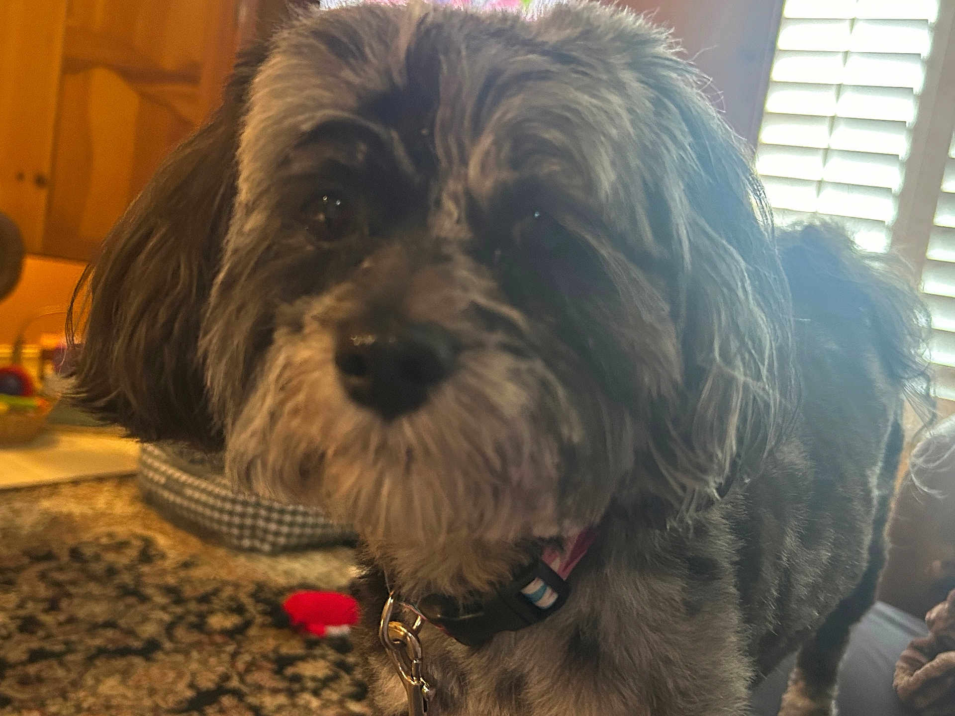 Daisy
